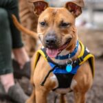 tilt shift photography of short-coated brown dog